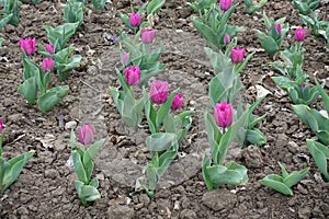 Pink flowers of tulips in April