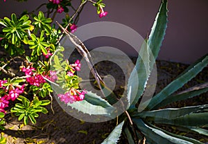 Pink flowers turks and caicos