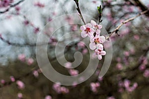 Pink flowers on a twig of a flowering tree spring background