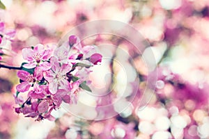 Pink flowers on a twig of a flowering tree spring background