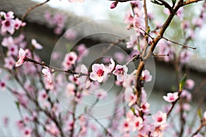 Pink flowers on a twig of a flowering tree spring background