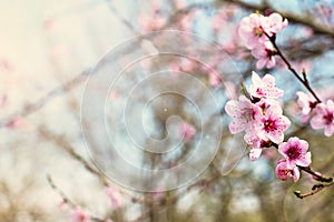 pink flowers on a twig of a flowering tree spring background