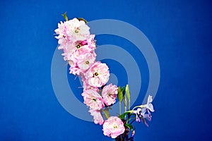 Pink flowers on a twig of tonsil bush photo