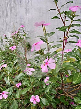 pink flowers of the type Catharanthus roseus or also called Tapak Dara bloom simultaneously