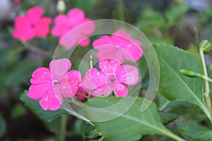 Pink flowers of the type Impatiens walleriana photo
