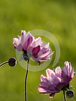 Pink flowers with unruly narrow petals and yellow centres of Anemone \'Montrose\' flowering in late summer