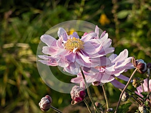 Pink flowers with unruly narrow petals and yellow centres of Anemone \'Montrose\' flowering in late summer