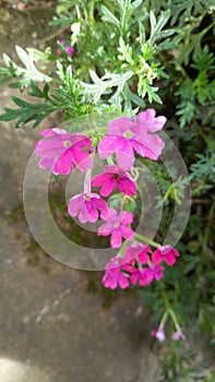Pink flowers photo
