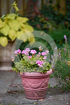 Pink flowers in a vase in a backyard garden in summer. Zonal geranium flowers displayed in a vessel or jar on a lawn for