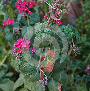 Pink flowers of Verbenaceae family, selective focus photo