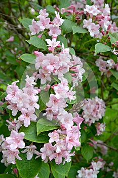 Pink flowers of a veygela garden Weigela Thunb