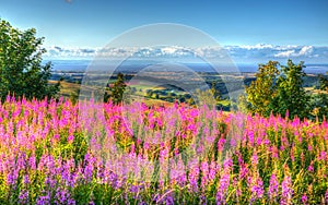 Pink flowers and view from Quantock Hills Somerset England UK towards Hinkley Point Nuclear Power Station HDR