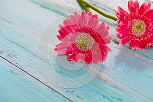 Pink flowers on vintage wooden in blue paint background,