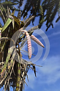 Pink flowers of Vriesea guttata in the sun