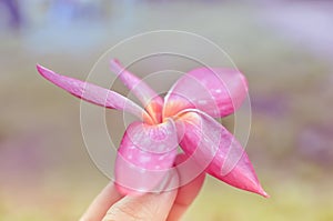 Pink flowers in hand