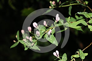 Pink flowers washed in the bush by spring night rain