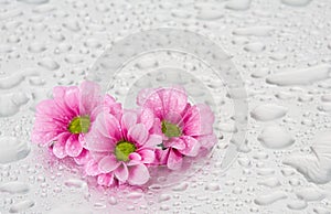 Pink flowers with water drops