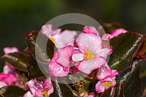 Pink flowers of wax begonia in a garden