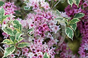 Pink flowers of a Weigela florida bush