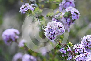 Pink flowers of Western Australian native Plumed Feather Flower, Verticordia plumosa, family Myrtaceae