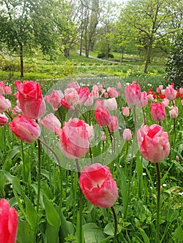 Pink flowers in the Westfalen Park in Dortmund