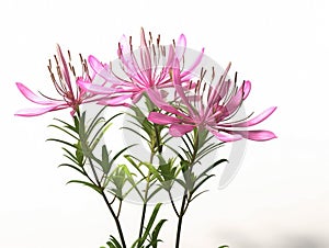 Pink flowers, which are arranged in shape of heart. There is also small plant growing out of flower arrangement