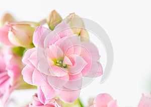 Pink flowers on white background, Kalanchoe blossfeldiana