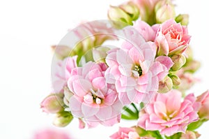 Pink flowers on white background, Kalanchoe blossfeldiana