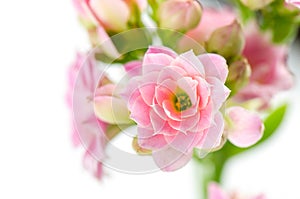 Pink flowers on white background, Kalanchoe blossfeldiana