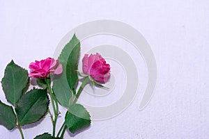 Pink flowers on white backround
