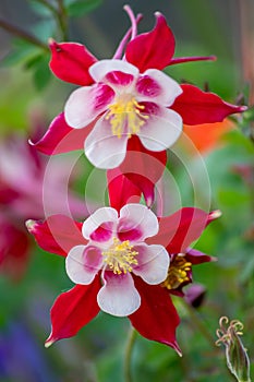 Pink flowers with white petals in full blow in spring show tenderness and beauty of nature in gardens and parks for garden lovers