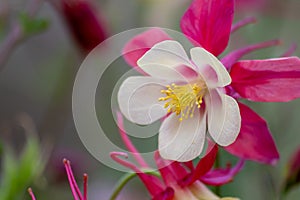 Pink flowers with white petals in full blow in spring show tenderness and beauty of nature in gardens and parks for garden lovers