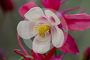 Pink flowers with white petals in full blow in spring show tenderness and beauty of nature in gardens and parks for garden lovers