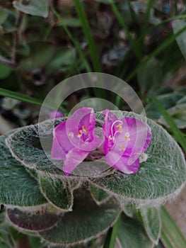 Pink flowers of the White velvet which also show the stamens and Anthers