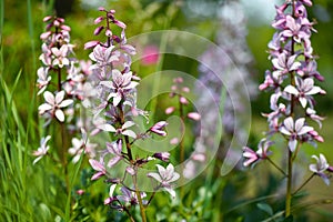 Pink flowers of wild plant Diptam (Dictamnus albus) or Burning Bush, or Fraxinella, or Dittany. Endangered rarity plant