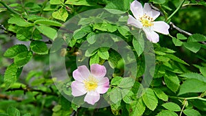 Pink flowers of wild rose in spring