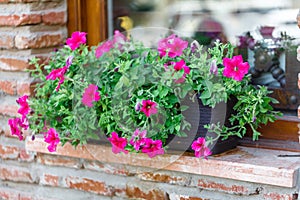 Pink flowers in a windowbox of an old English stone house photo