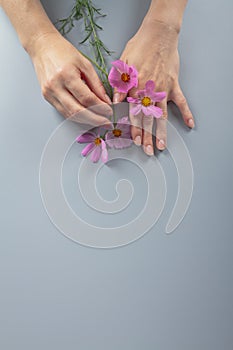 Pink flowers in women& x27;s hands as a symbol of hand care, manicure