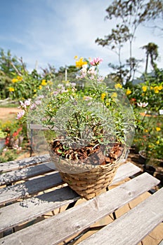 Pink flowers in Wooden Basket vertical