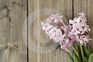 pink flowers on a wooden table. pink hyacinth flowers on wooden background. Spring coming concept. Spring or summer