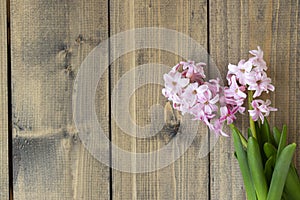 pink flowers on a wooden table. pink hyacinth flowers on wooden background. Spring coming concept. Spring or summer