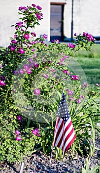 Pink flowers in yard with american flag