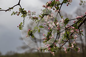 Pink flowerson an apple tree