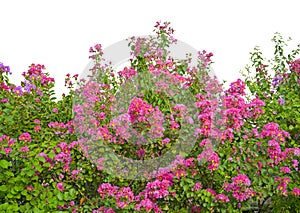 Pink fluffy petals of Crepe myrtle and green leafs isolated on white background, dicut and clipping path