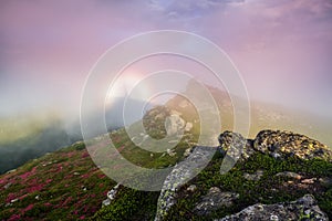 In the pink fog there is a halo of rainbow of the fantastic natural phenomena Brocken spectre. Lawn with the blooming rhododendron