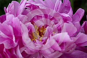 Pink and Folded Petals of a Peony Flower Create an Abstract Pattern Of Complexity and Beauty