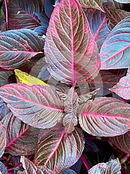 Pink foliage