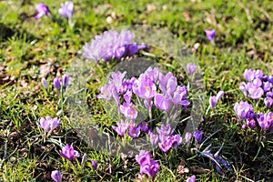 Pink folwers in spring time