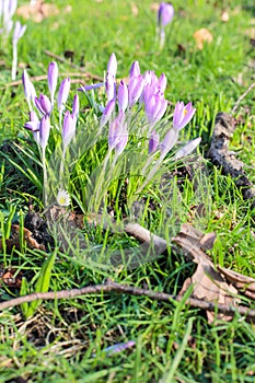 Pink folwers in spring time