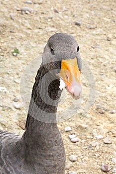 Pink foot eating bread